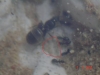 Lasius niger