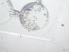 mis lasius niger 30-1-06 capullos