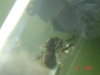 lasius