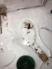 Hormiga lasius?